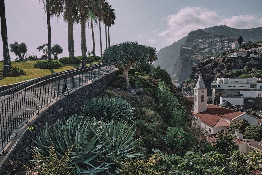 Stone Road and Palm Trees on a Hill in Madeira
