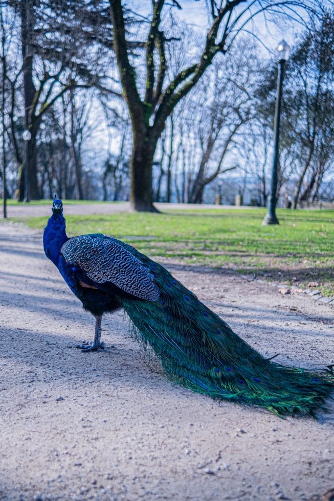 A peacock with a long, vibrant tail walks on a dirt path in a park, with trees and lampposts visible in the background.