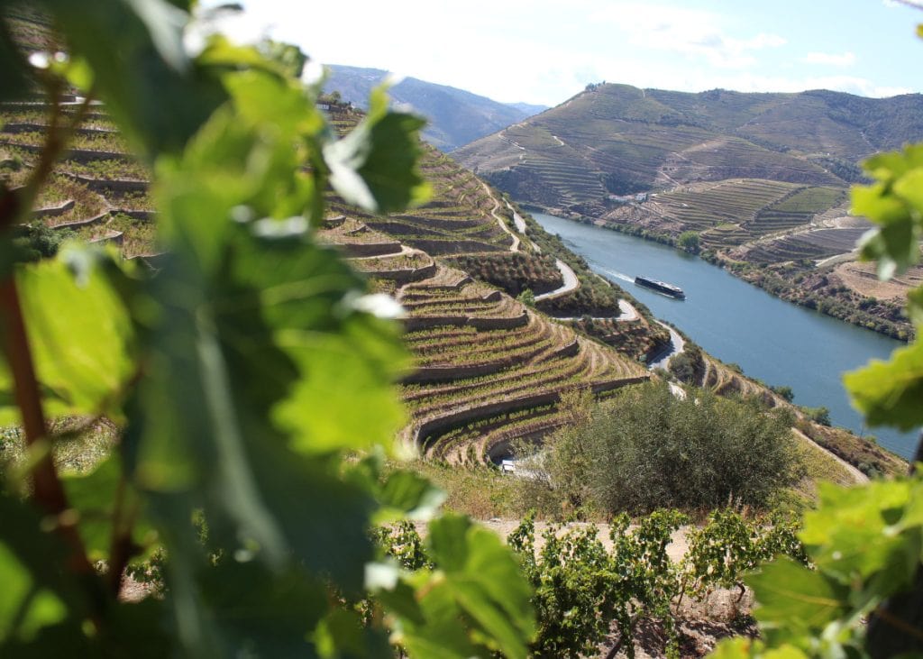 Vineyard terraces overlook a winding river in a hilly landscape. Lush green leaves are in the foreground, with clear skies above the distant mountains.